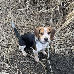 Beagle and Staffordshire Bull Terrier Puppies from Thor’s Beagles & Maha’s Staffy
