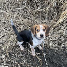Beagle and Staffordshire Bull Terrier Puppies from Thor’s Beagles & Maha’s Staffy
