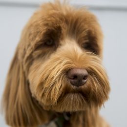 Zaida - Australian Labradoodle