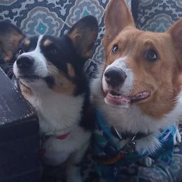 Pembroke Welsh Corgis from Sophie's Choice Corgis