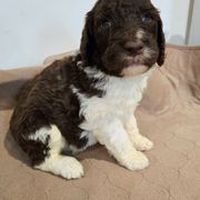 Lucky - male Newfypoo puppy in Mckenzie, Tennessee from Small Town Doodles & Poodles