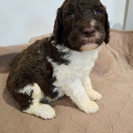 Lucky - male Newfypoo puppy in Mckenzie, Tennessee from Small Town Doodles & Poodles