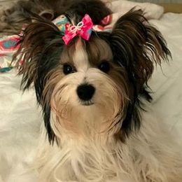 Biewer Terrier and Havanese All Grown Up from Lordocs