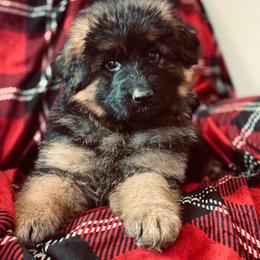 German Shepherd Puppies from S&S German Shepherds