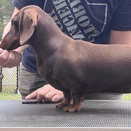 Dachshund All Grown Up from SatillaDachs