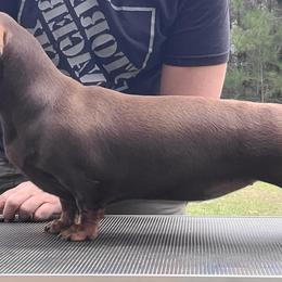 Dachshund All Grown Up from SatillaDachs