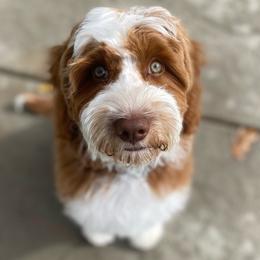 Tommy - Goldendoodle