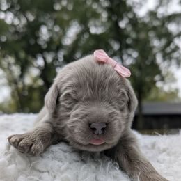 Light Pink Girl (Go home for Xmas) - Gray female Newfoundland puppy in Independence, Missouri from K & L Ranch