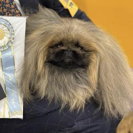 Pekingese All Grown Up from Ven-Mar Pekingese
