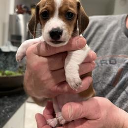 Girl - Piebald female Dachshund puppy in Spokane, Washington from Dearhaven Doxie