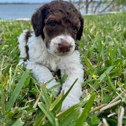 Sokka - Parti male Poodle puppy in Jacksonville, Florida from Creek Side Kennels
