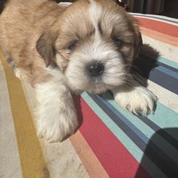 Akc boy 1 Hot green  collar boy-Royce - Red gold male Lhasa Apso puppy in Chico, California from Lhasa Apsos of northern Ca . Biewer terriers of northern California