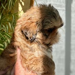 Rocco - Brindle and white male Shih Tzu puppy in Victorville, California from Precioustzus