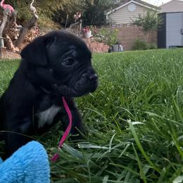 Midnight - Black female Cane Corso puppy in Utah from 3Lake Kennelz