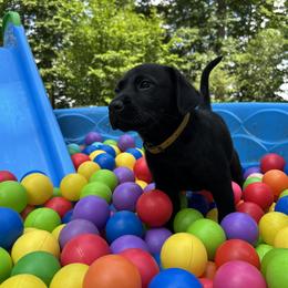 Homer - Black male Labrador Retriever puppy in Alger, Ohio from Osborne Family Retrievers