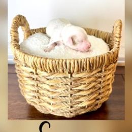 Boy 5 - male Goldendoodle puppy in Midlothian, Virginia from RVA DOODLES, LLC