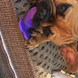 French Bulldogs from Kimson French Bulldogs