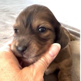 Avery - Dapple male Dachshund puppy in Griffin, Georgia from Always Trippin' Doxie Life