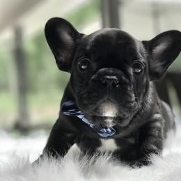 French Bulldog Puppies from Creme De La Creme Frenchies
