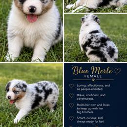 Blue Merle Female - Blue merle female Australian Shepherd puppy in Bremen, Georgia from Ash-Land Aussies