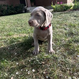Weimaraner Puppies from Baird Weims - AKC registered