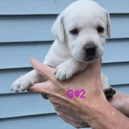 Ginny - Yellow female Labrador Retriever puppy in Middleburg, Pennsylvania from Countrylanes labs