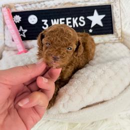 Eartha - Red  female Poodle puppy in Florida from Adorable Toy-Miniature Poodles