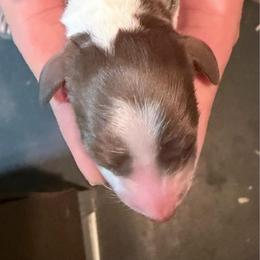 Blueberry Pie grey collar - Piebald male Dachshund puppy in Bremen, Georgia from Jones Royal Kennels / Jones Miniature Dachshunds