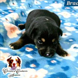 Brady - Black tri male Miniature Australian Shepherd puppy in Punta Gorda, Florida from Christie's Creekside Aussies