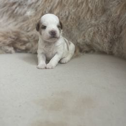 Cavapoo and Goldendoodle Puppies from Surfer Doodles