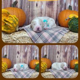 Ginger - Parti female Goldendoodle puppy in Grabill, Indiana from Rose's Doodles