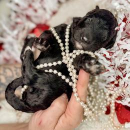 Bernedoodle, Goldendoodle, and Poodle Puppies from Poodle and Doodle Haven