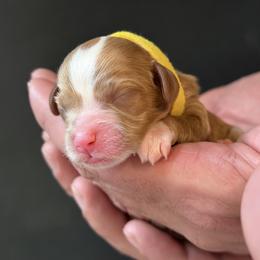 Yellow Girl (Name TBD) - Parti female Goldendoodle puppy in Gig Harbor, Washington from Nuttall's Goldendoodles