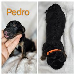 Pedro - Black male Saint Berdoodle puppy in Battle Ground, Washington from Mad Hatter Farms Saint Berdoodles