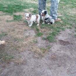 Miniature Australian Shepherd Puppies from GG'ss Aussies,LLC