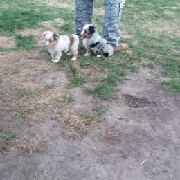 Miniature Australian Shepherd Puppies from GG'ss Aussies,LLC
