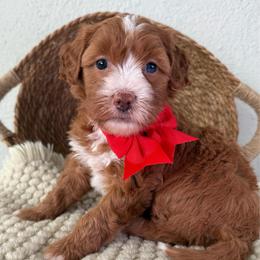 Rabbit - Red female Bernedoodle puppy in Concord, California from Golden State Good Dogs