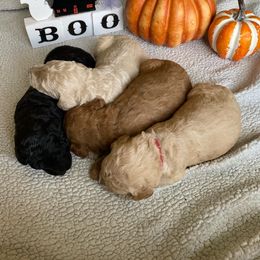 Goldendoodle Puppies from Woods Doodles & Co.