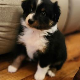 Black tri girl - Black tri female Miniature Australian Shepherd puppy in Hampton, Tennessee from TC Farms Stock Dogs - Miniature Australian Shepherds