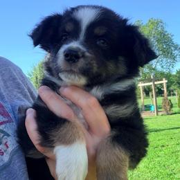 Girl 1 - Black tri female Miniature Australian Shepherd puppy in Arcadia, Indiana from Sunset Cowgirl Mini Aussies