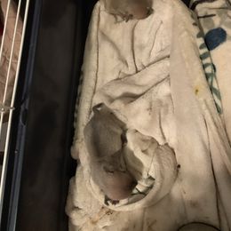 Chihuahua puppies from The Wolf Pack