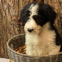 Aussiedoodles, Australian Shepherds, and Poodles from Feather Branch Farm and Kennel