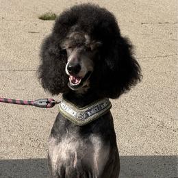 Grinch - Poodle