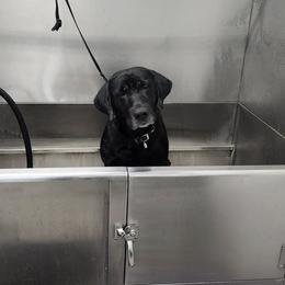 Black Male Pick 5 - Black male Labrador Retriever puppy in Berlin Township, Michigan from Fritz Pointing Labs