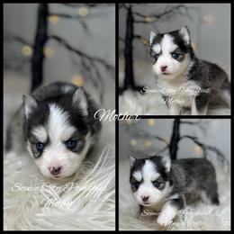Mother - Black and white female Pomsky puppy in Rossville, Georgia from Scenic City Pomskies