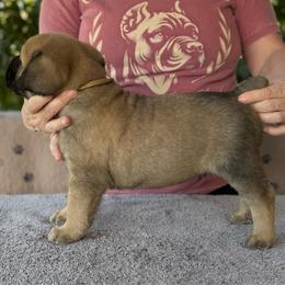 Tan Collar N - Black brindle male Cane Corso puppy in Paris, Texas from Knucklehead Cane Corso
