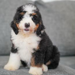 Scarlet - Tri-color female Bernedoodle puppy in Dundee, Ohio from Down Home Doodle