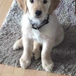 French Bulldog, Goldendoodle, and Golden Retriever Puppies from Crystal Coast Kennels, LLC