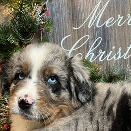 Teak - Blue merle Australian Shepherd puppy in East Wenatchee, Washington from Flying L Aussies
