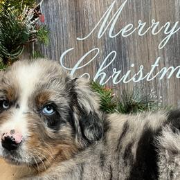 Teak - Blue merle Australian Shepherd puppy in East Wenatchee, Washington from Flying L Aussies
